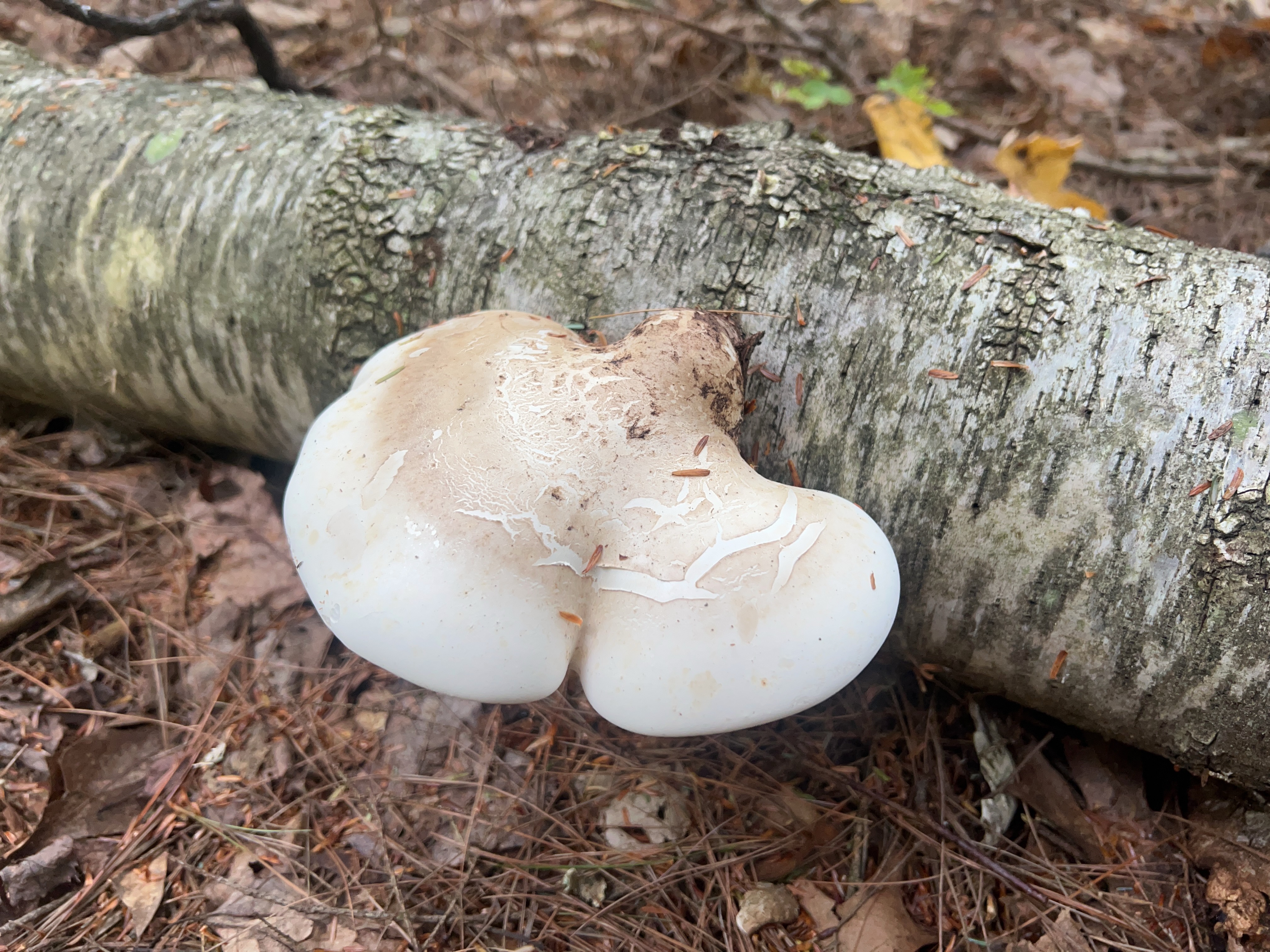 Fomitopsis betulina
